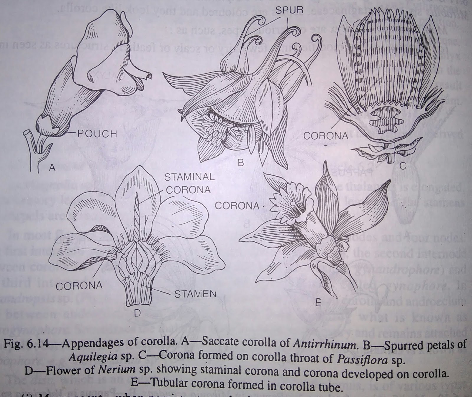 Corolla flowers and its typesdigieduco