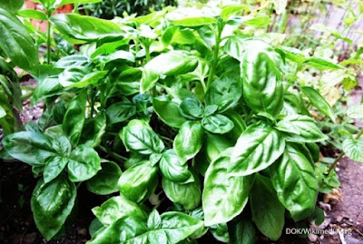 Tanaman Basil Tanaman Basil