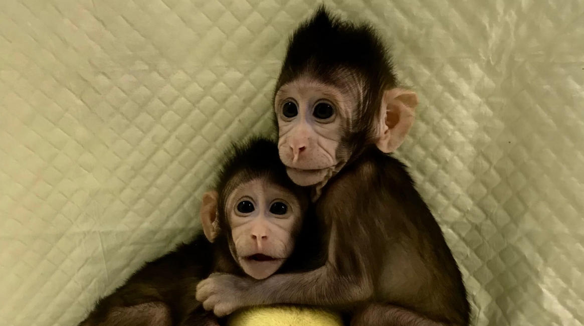 Zhong Zhong e Hua Hua, le prime due scimmie clonate con la tecnica della pecora Dolly