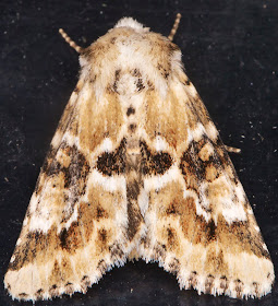 Dusky Sallow, Eremobia ochroleuca.  Noctuidae.  West Wickham Common light trap, 16 July 2014.