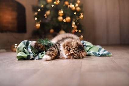 Noël approche, découvrez nos 7 idées cadeaux pour votre chat !