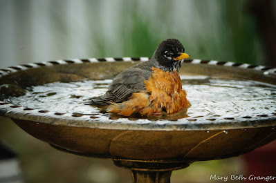 Robin baths in birdbath photo by mbgphoto