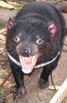 Save the Tasmanian Devil