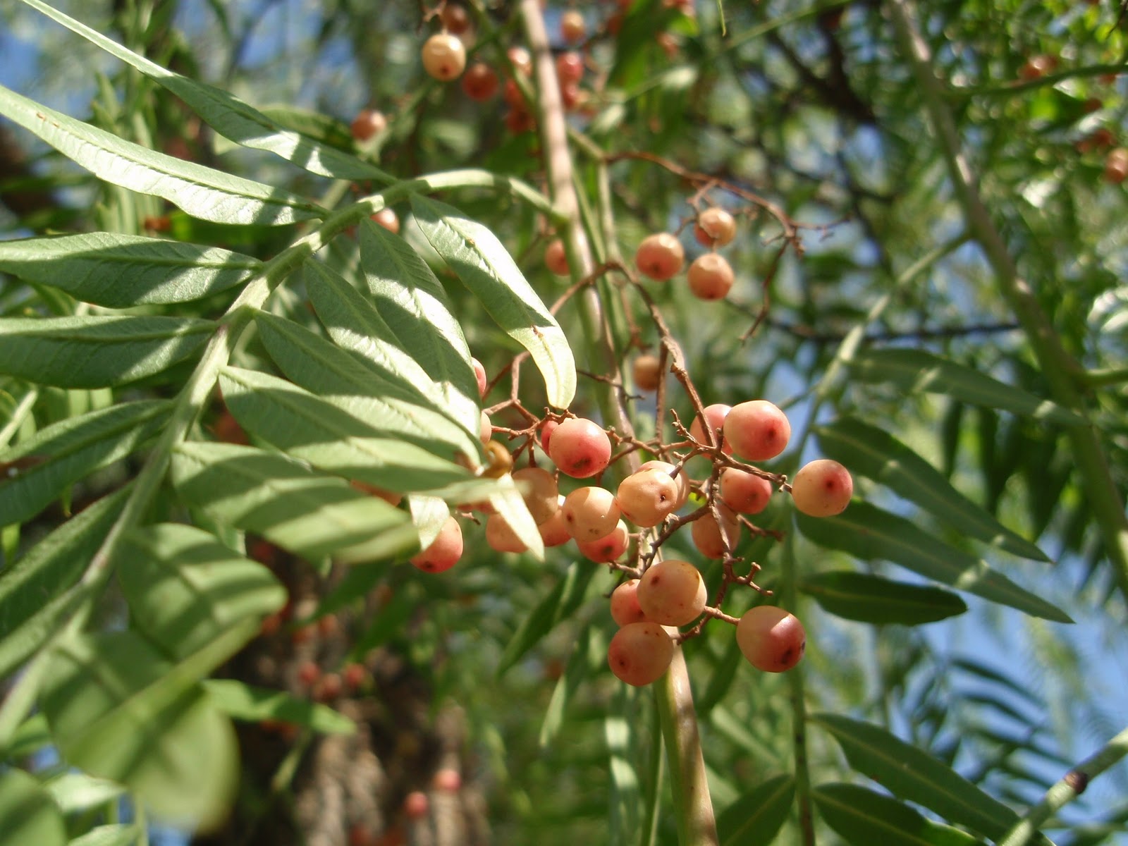 FALSO PIMENTERO: Schinus molle | Plantas rioMoros