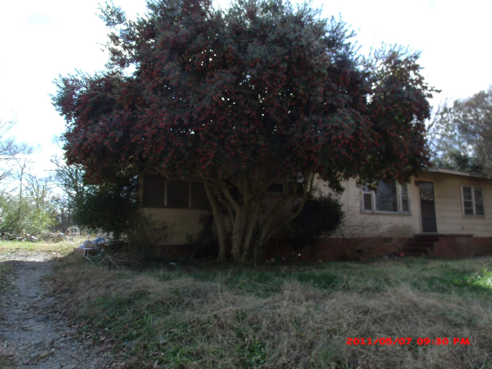 Dr. Theda's Crypt My Holly Tree.....