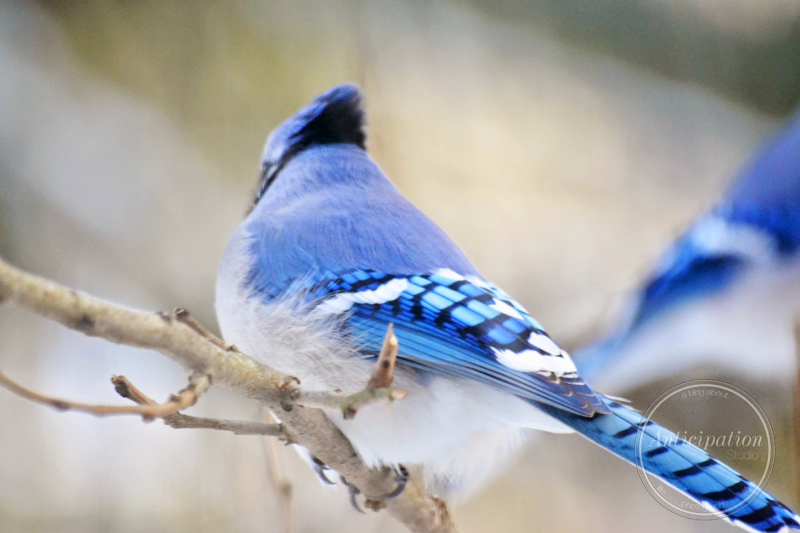 Anticipation: winter birdwatching