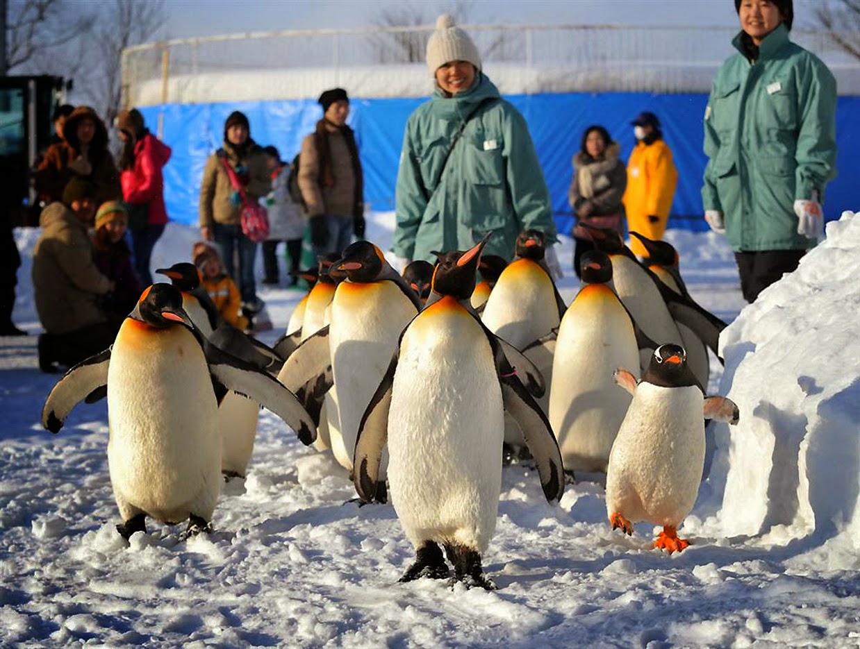 Поднимать пингвинов в антарктиде вакансии. Переворачиватель пингвинов профессия. Антарктида переворачиватель пингвинов. Человек Пингвин. Королевский Пингвин.
