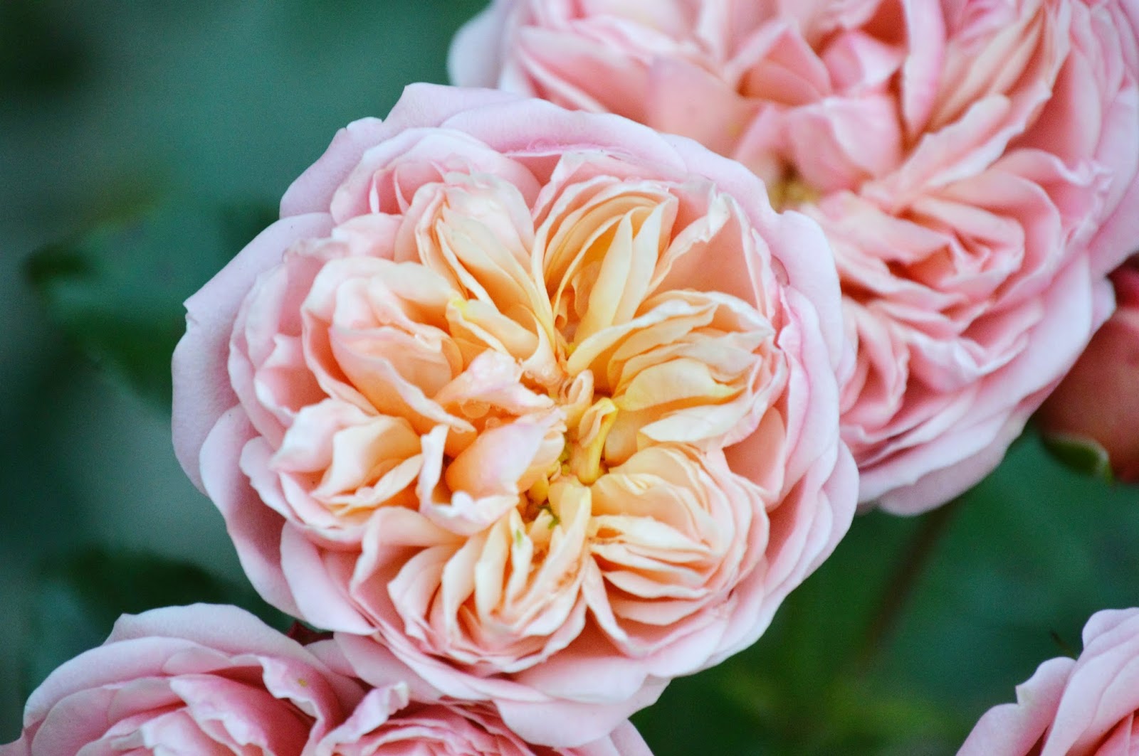 The Most Beautiful Gardens in Europe ♥ | Dolly Dowsie | Bloglovin’