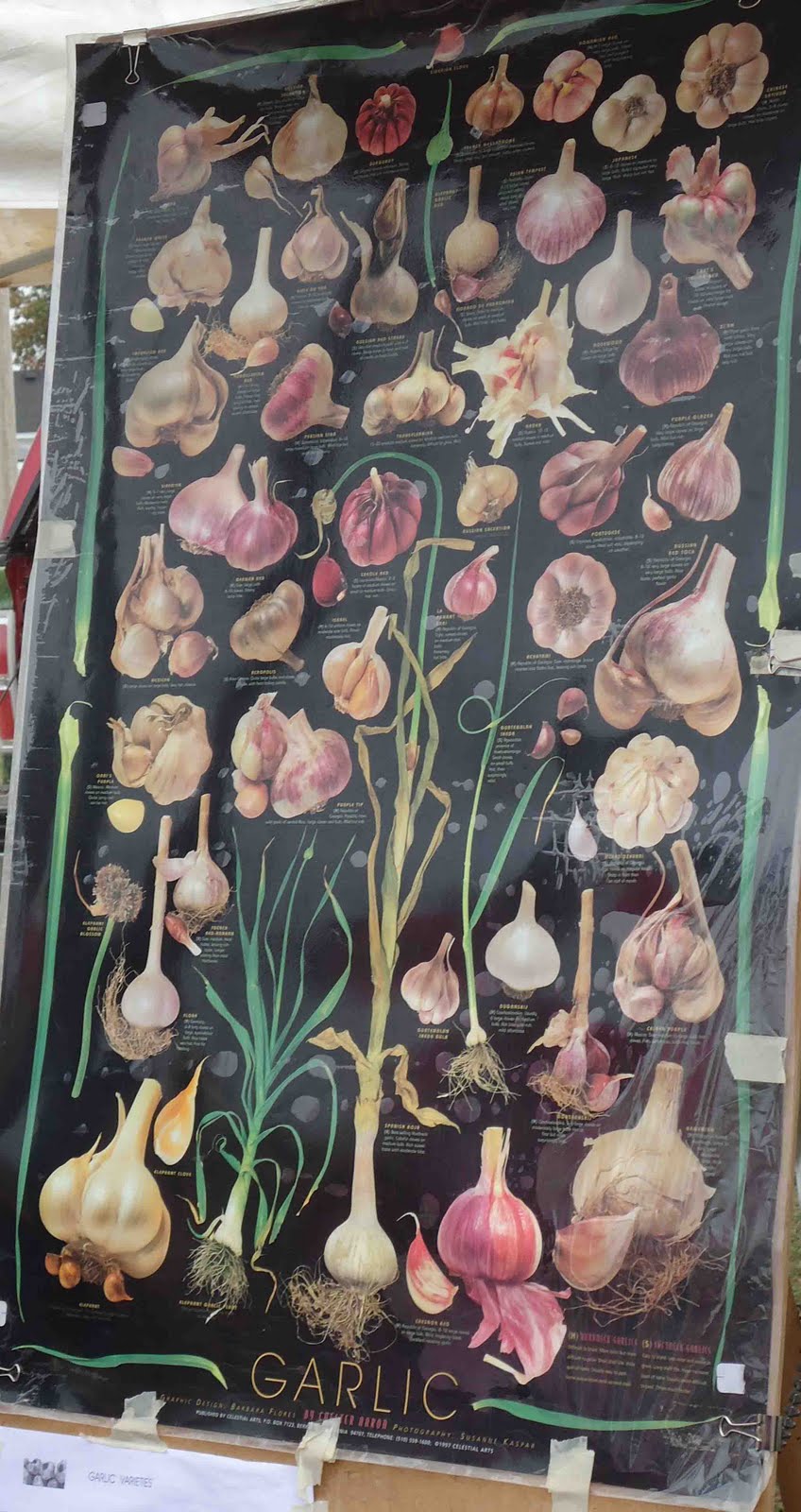 Small Purse, Big Garden The Verona Garlic Festival