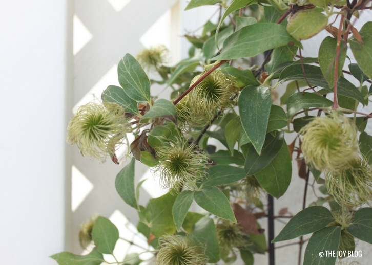 Clematis seed heads // www.thejoyblog.net