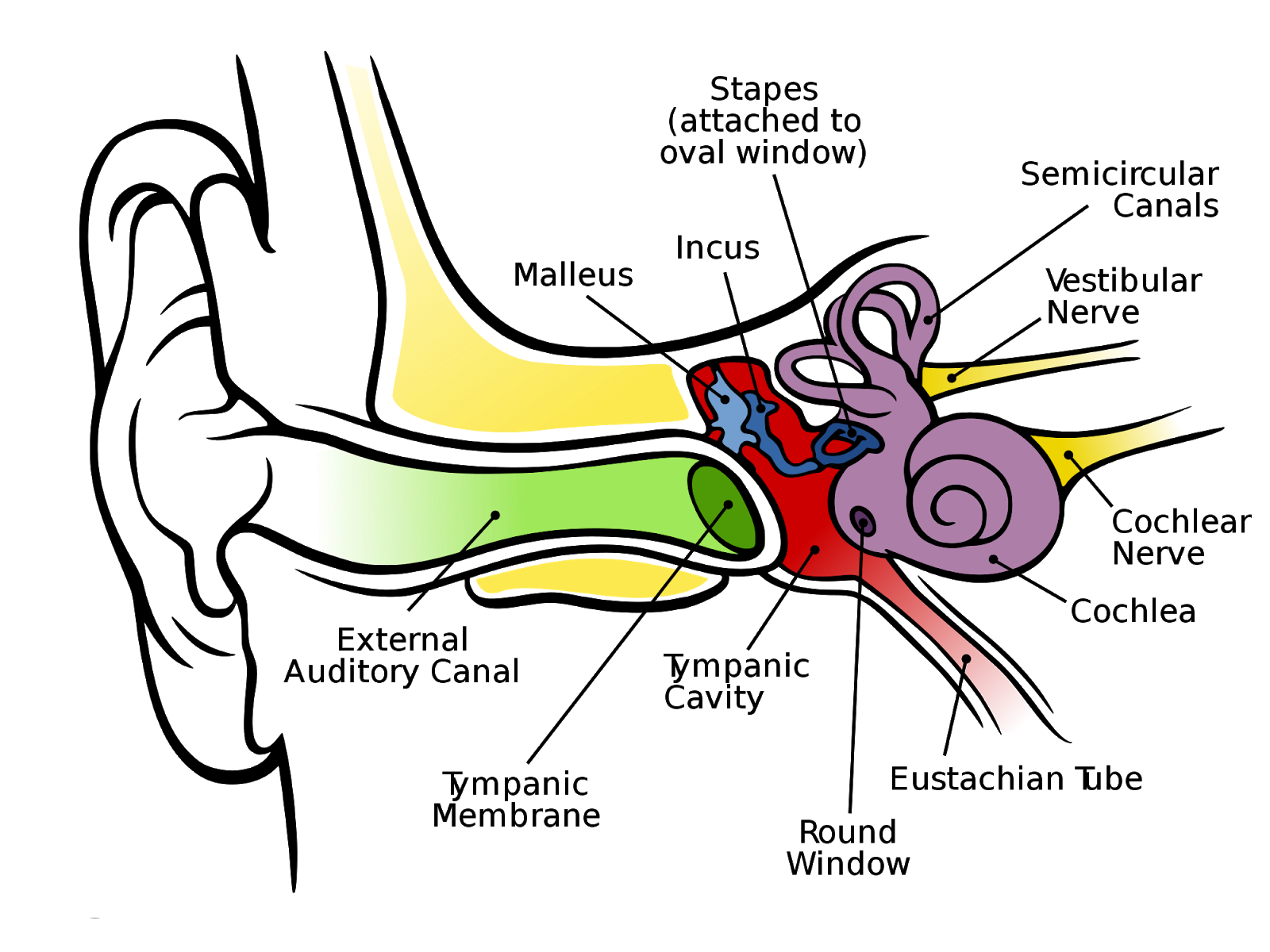 Ear Canal Function Diagram Health Images Reference