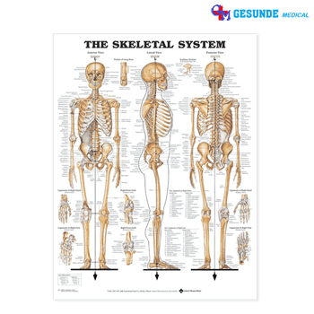 Jual Anatomical Chart Sistem Skeletal Anatomical Chart Sistem Skeletal