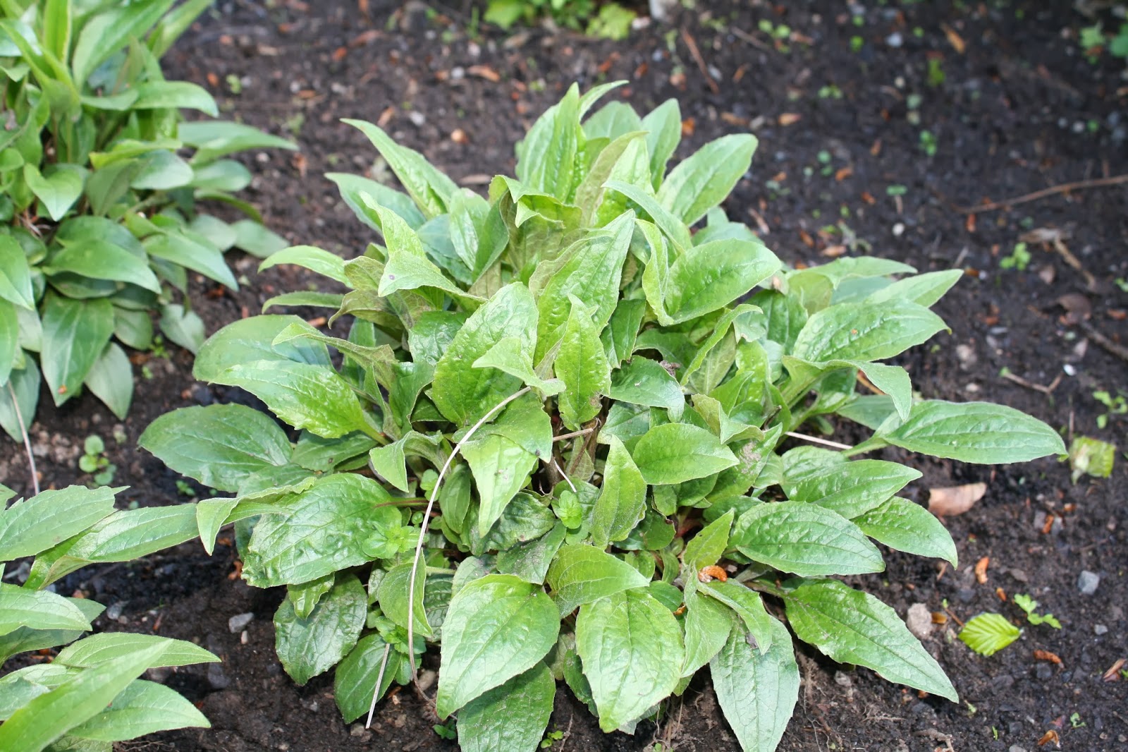 Dunedin Botanic Garden Craig Huggan Herb Garden Plant