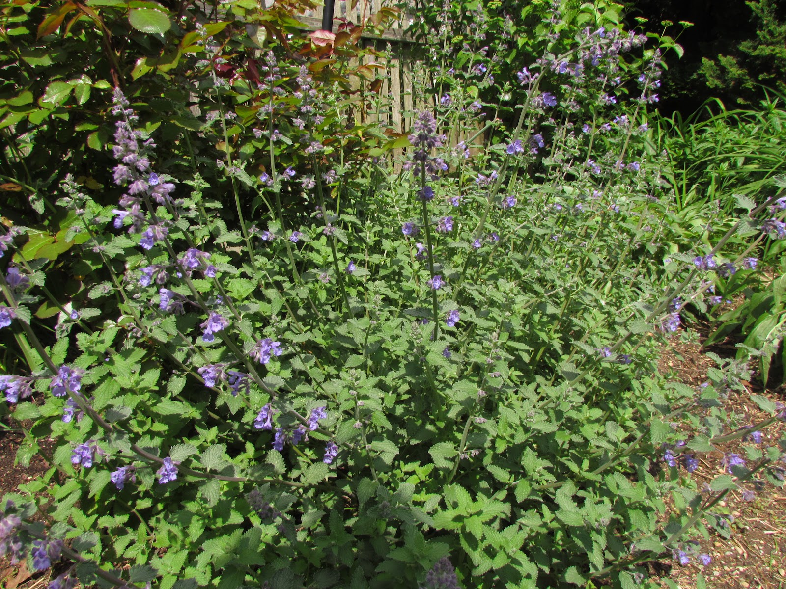 The Healthy Nut CatnipHerb of the Week