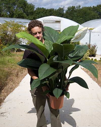 Lirio da Paz Gigante - Spathiphyllum
