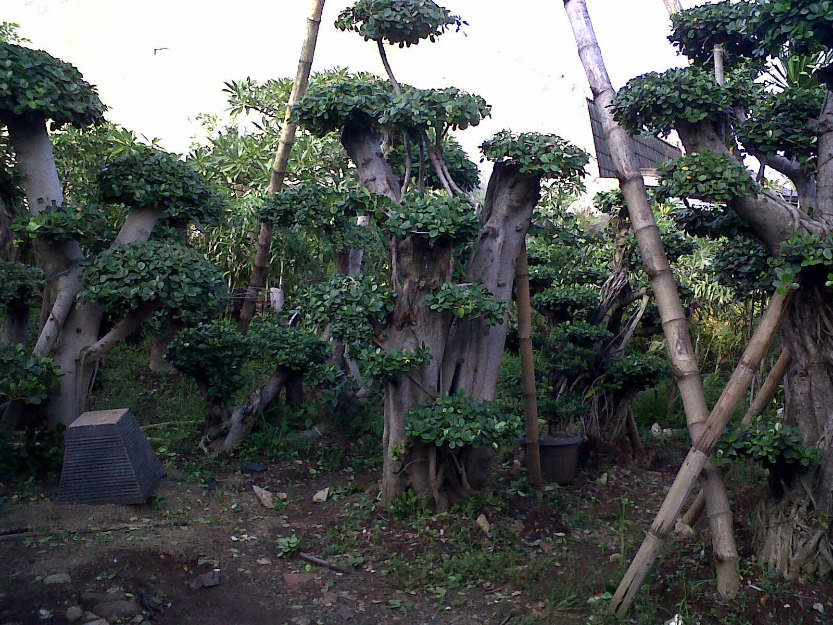 beringin korea bonsai anting putri tukang taman pohon hias