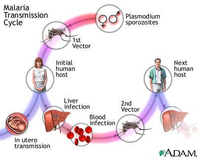 pengobatan penyakit malaria, pencegahan malaria pdf,jenis penyakit malaria, pengobatan malaria, penyebab penyakit malaria, pencegahan malaria menurut depkes pengobatan penyakit malaria, pencegahan malaria pdf,jenis penyakit malaria, pengobatan malaria, penyebab penyakit malaria, pencegahan malaria menurut depkes