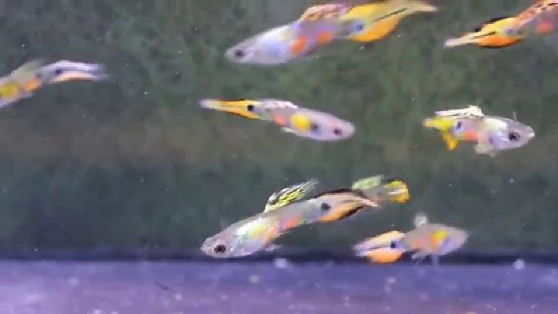 Gambar Bentuk Ekor Ikan Guppy Pintail