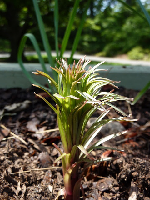 Emergent lily