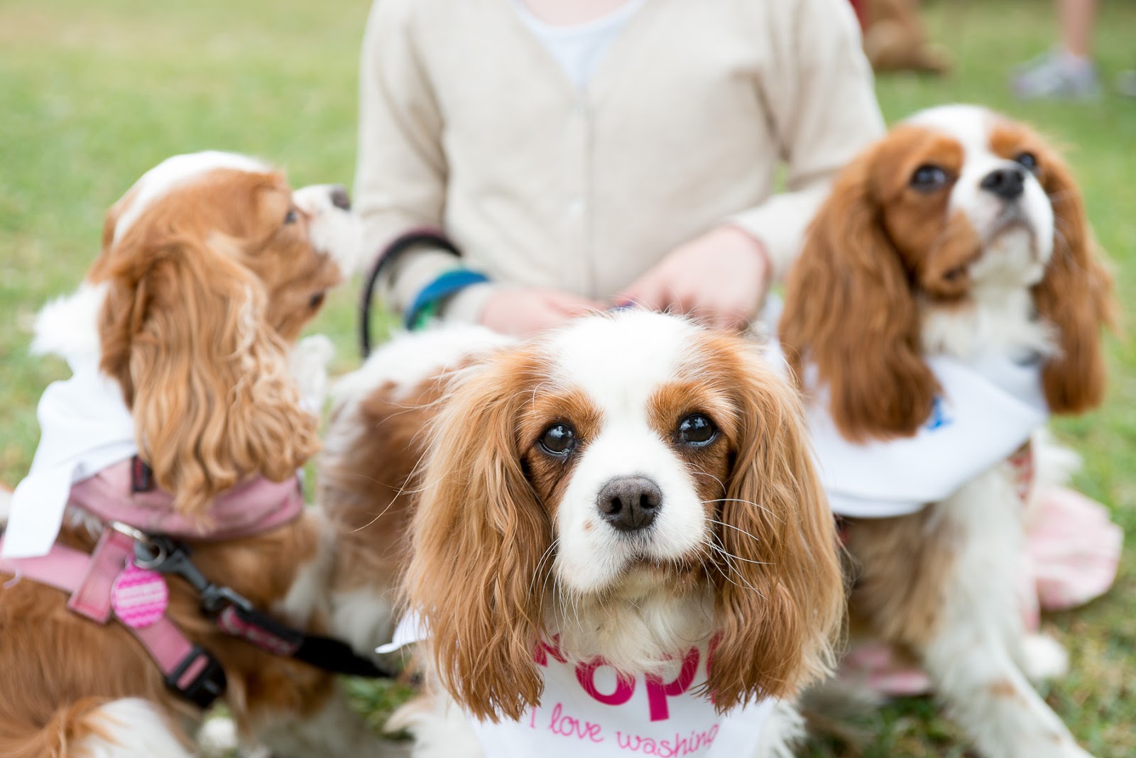 Pets in the Park Malvern 2018 March 25 Australian Dog Lover