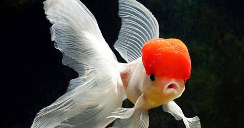 Hama dan Penyakit Pada Ikan Mas Koki - Akuarium Ikan Hias