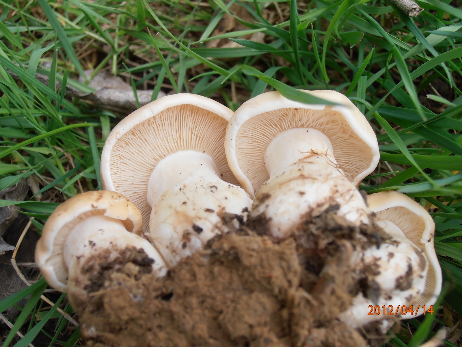 Tricholomes de la 2012 Terra Morchellarum