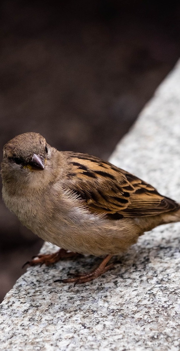 A sparrow on a pavement.