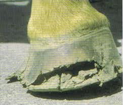 hormiguillo en equinos