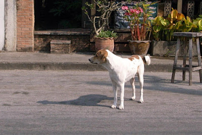 タイの野良犬