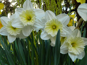 White daffodils Allan Gardens Conservatory 2015 Spring Flower Show by garden muses-not another Toronto gardening blog 