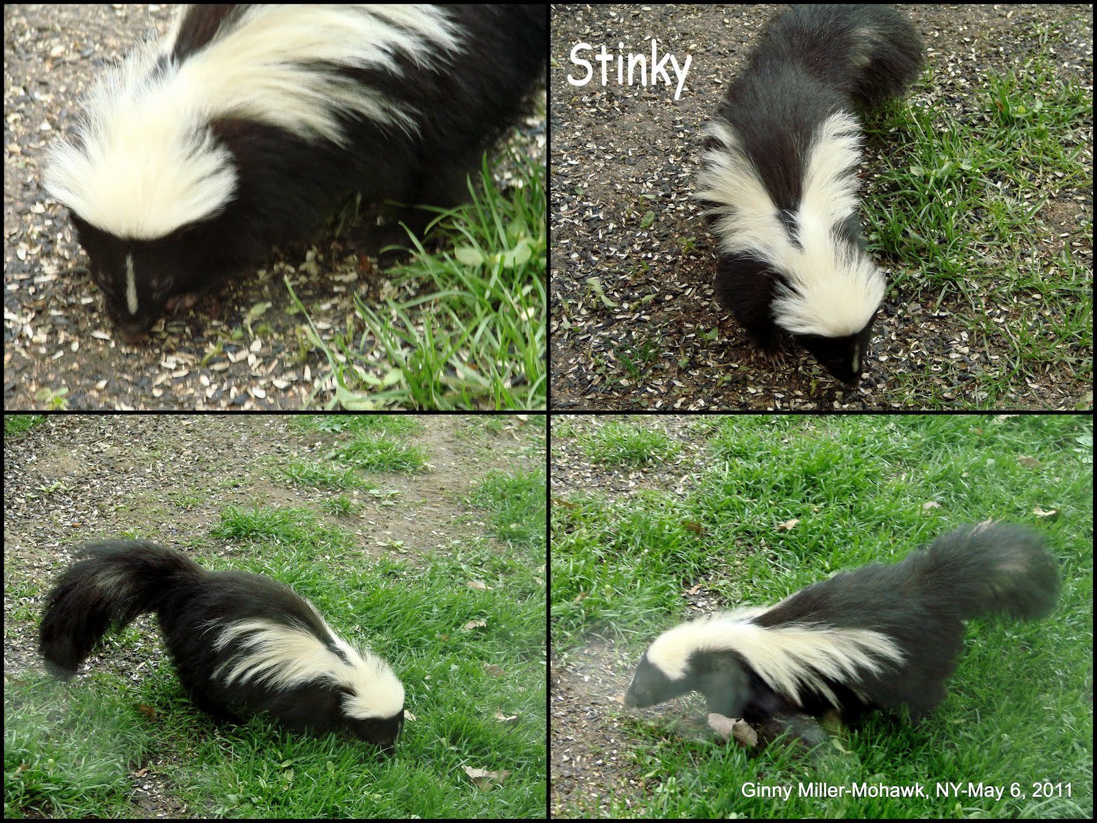 Photography By Ginny May 6th Photos 2011 Young Squirrels Skunks Fox Weasel