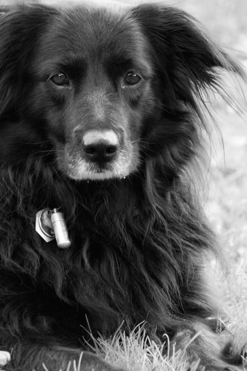 Sturm Stine Ein Fotoshooting mit dem süßesten Hund der Welt
