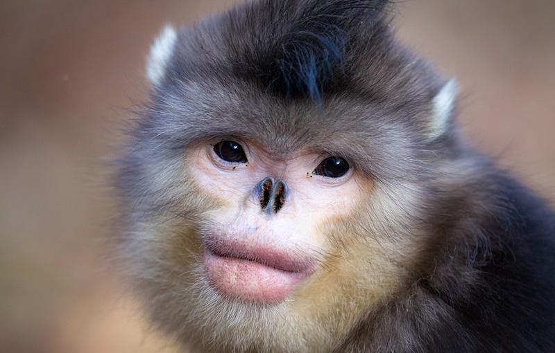 Animals You May Not Have Known Existed - Snub-Nosed Monkey