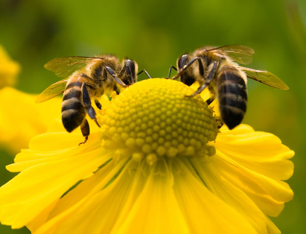 the BeeAlive buzz: Happy National Pollinator Week!
