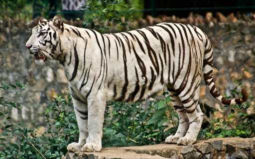 Chennai Zoo