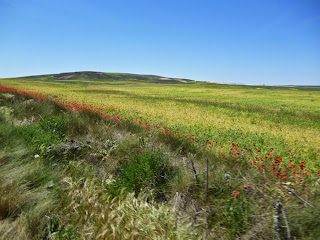 Amapolas