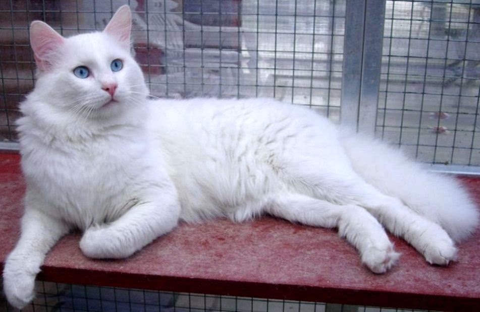 Kucing ras Turki Anggora | All about Ku-cat