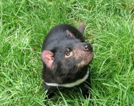 Animals Unique: Tasmanian Devil