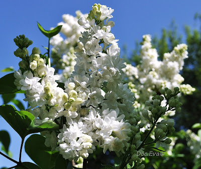 Flieder (Syringa)