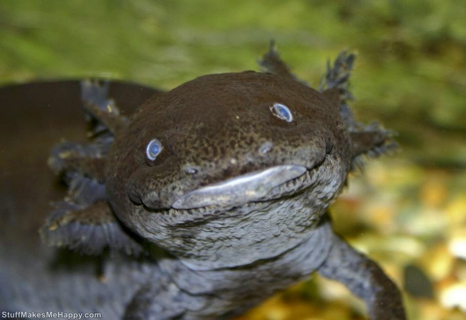 Axolotl, Photo by Brian Gratwicke