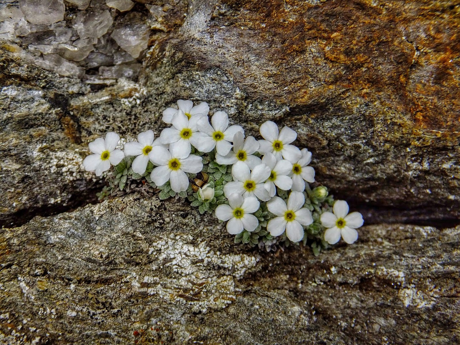 RICONOSCERE LE PIANTE SPONTANEE DI MONTAGNA 2018 Associazione Val.Te.Mo.