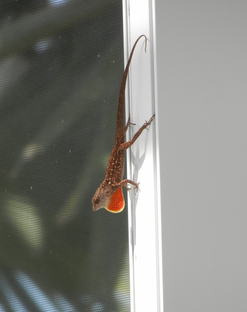 Cape Coral Floride lézard 