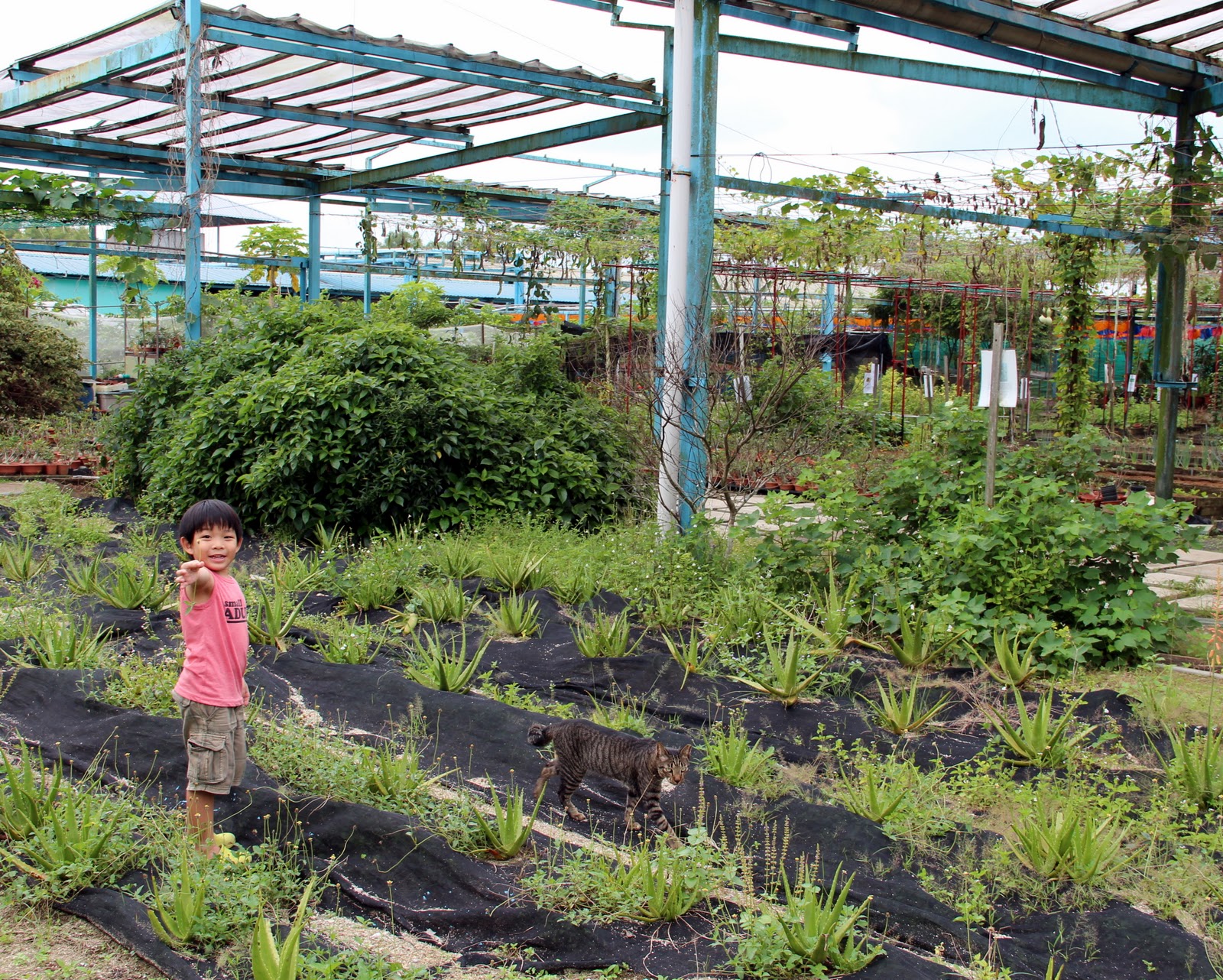 Cheekiemonkies Singapore Parenting & Lifestyle Blog Kranji Farms Day