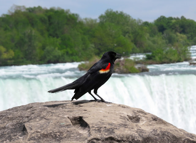 Red-winged Blackbird - Niagara Falls, New York