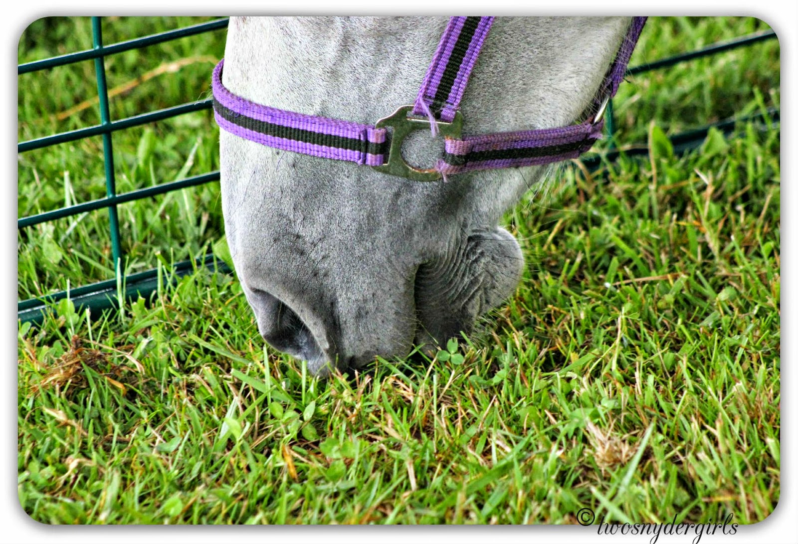 Hanover Fair Horse eating grass