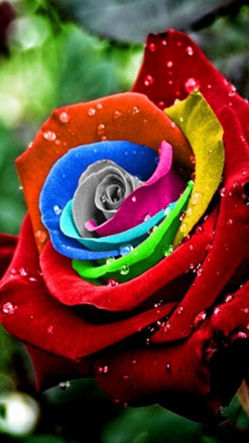 All Mobile Photos And Wallpapers: nokia 5230 colorful rose wallpapers ...