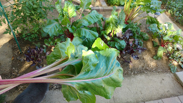 Bed Beet. Stoner the volunteer tomato (top left) Bed Beet and Stoner the volunteer tomato (top left)