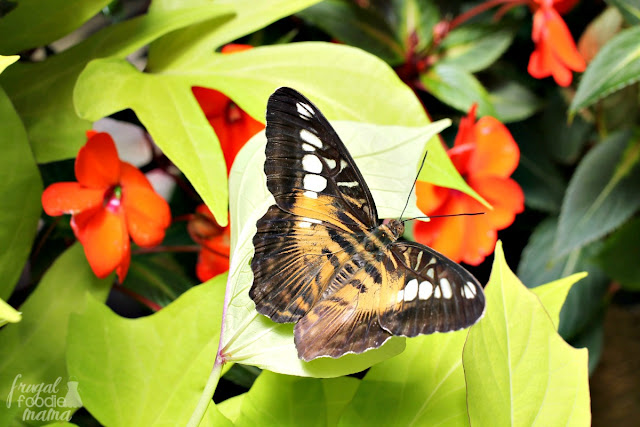 From about mid March to mid September each year, the Pacific Island Water Garden becomes home to thousands of freely flying butterflies during the Blooms & Butterflies event at the Franklin Park Conservatory in Columbus, Ohio. 