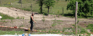 Watering the grass seed, and trees Watering the grass seed, and trees