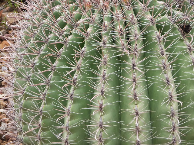 Cactus Tucson Arizona